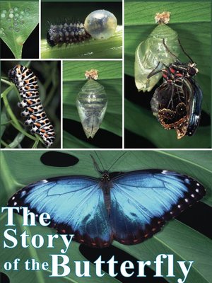cover image of The Story of the Butterfly